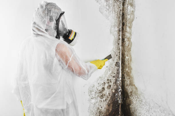 Lexington Hills, CA Mold Removal Company