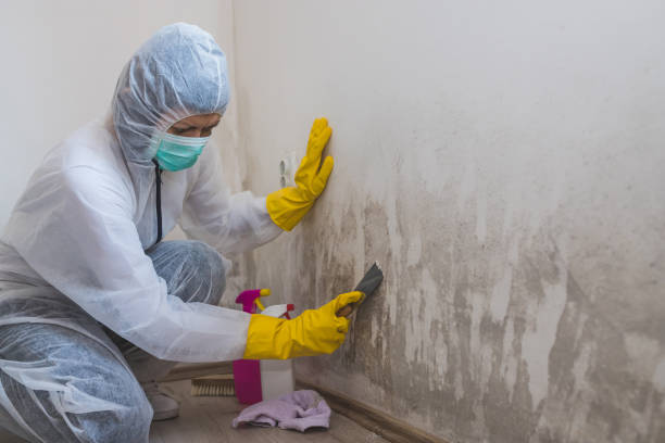 Best Mold Damage Repair  in Lexington Hills, CA