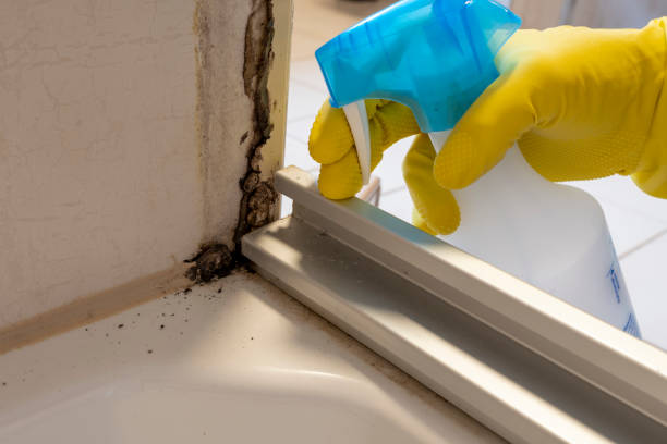 Best Emergency Mold Removal  in Lexington Hills, CA