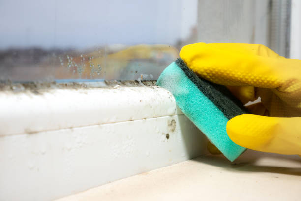 Best Certified Mold Removal  in Lexington Hills, CA