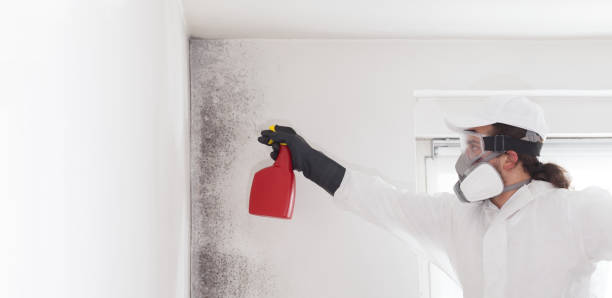 Best Local Mold Removal Service  in Lexington Hills, CA