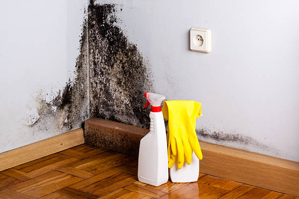 Best Residential Mold Removal  in Lexington Hills, CA