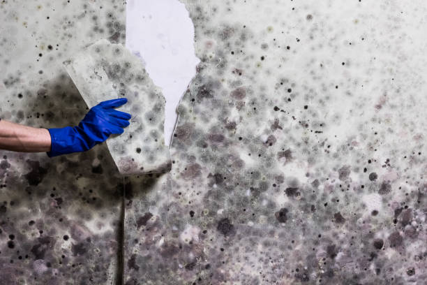 Best Mold Removal Near Me  in Lexington Hills, CA