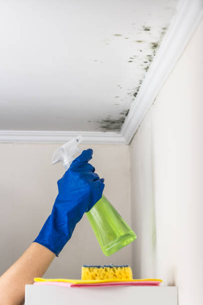 Certified Mold Removal in Lexington Hills, CA